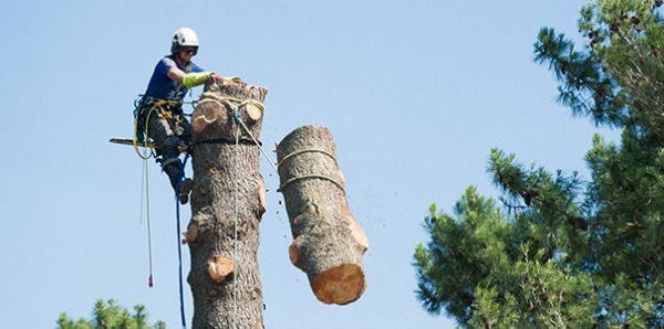Seguridad en poda en altura. Arboricultura